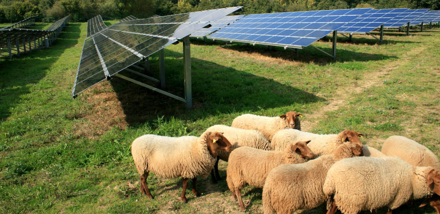 A flock of sheep in a field with solar panels